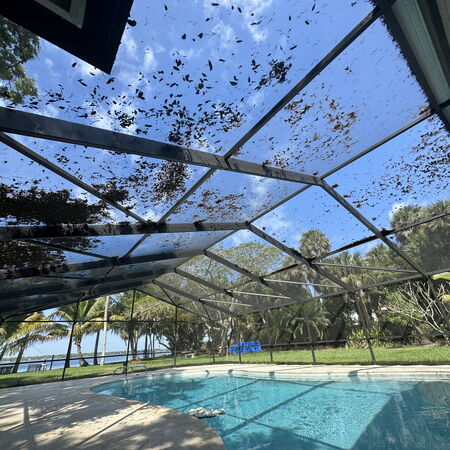 Dirty screen enclosure with leaves all over it with a pool
